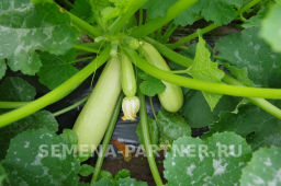 Кабачок Кавили - Партнер фото 5