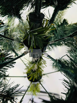 Ель лесная белые кончики 150 см - Ип лебедев о.ю фото 2