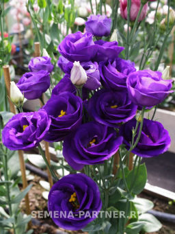 Эустома срезочная махровая сиреневая Принцесса Эльза - Партнер фото 7