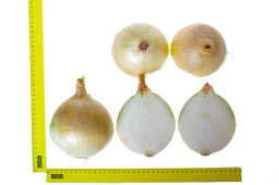 Лук репчатый Эксибишен - Партнер фото 4