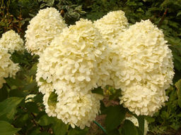 Гортензия метельчатая Cotton Cream (Коттон Крим) - Долина роз фото 2