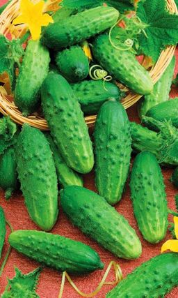 Огурец МАЛЫШОК Маленький куст, да большой урожай! Ультраскороспелый! Кустовой! Засолочный! Устойчив к похолоданиям!