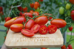 Томат Рыжий Котя F1 - Партнер фото 7