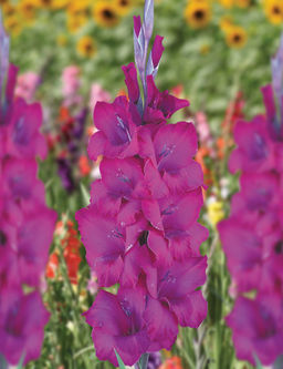 ГЛАДИОЛУС Натан Разбор 10/12 Кол-во упак., шт 10