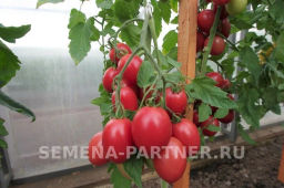 Томат Лапочка - Партнер фото 6