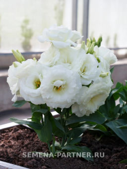 Эустома карликовая махровая белая Леди Бэнкс - Партнер фото 5