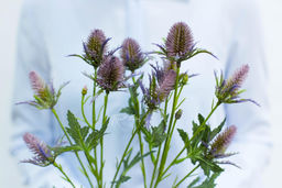 Эрингиум Супер Нова - Дымчато-лиловый