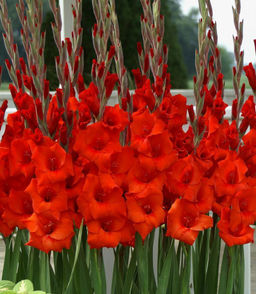 ГЛАДИОЛУС Масканьи Разбор 10/12 Кол-во упак., шт 10