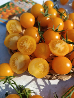 Томат РАПУНЦЕЛЬ КОСЫ ЗОЛОТЫЕ  Плоды как золотые шарики! Нежные, очень ароматные, сладкие, бархатистые с фруктовым послевкусием!