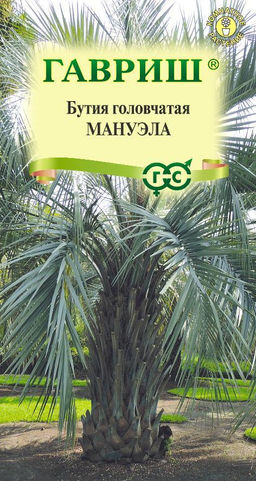 Бутия головчатая Мануэла 3 шт.