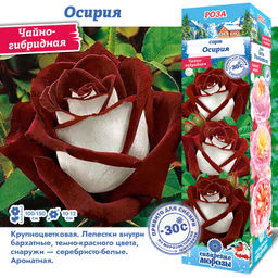 Роза Осирия (Чайно-гибридная) 1шт