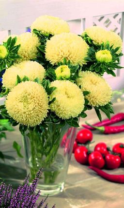 Астра БАЛУН ЖЁЛТАЯ