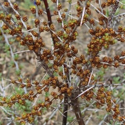 Облепиха Мужская Алей, 2х летний