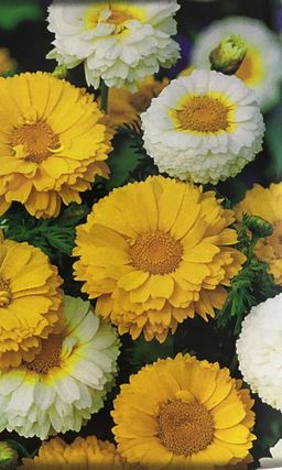 Хризантема КОРОНЧАТАЯ МАХРОВАЯ Долго стоит в срезке!