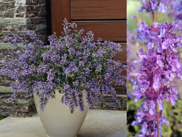 Котовник Фассена Кит Кэт