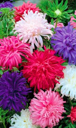 Астра КВИН ОФ МАРКЕТ Сортотип июльская!