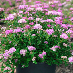 Спирея Литтл принцесс, горшок Р9