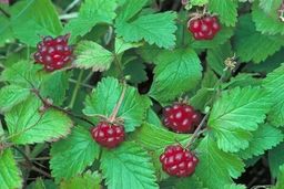 Княженика (Арктическая малина) (С2)