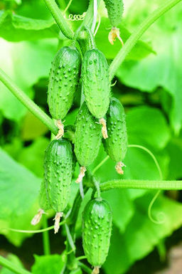 Огурец КОМАРИК F1 коллекция Татьяны Штайнерт Авторская селекция - Уральский дачник фото 2