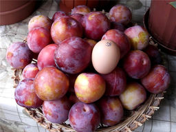 Слива Оцарк Премьер - Долина роз фото 3