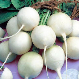 6270U Редис Октава 1гр