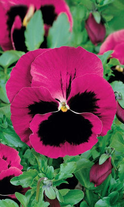 Виола ЛАУРА  Крупноцветковая!