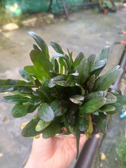 Живучка ползучая Чоклейт Чипс