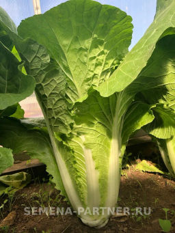 Капуста пекинская Гидра - Партнер фото 2