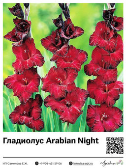 Гладиолус Arabian Night