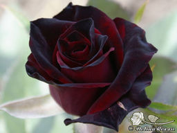 Роза Блэк Баккара - Долина роз фото 5