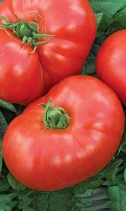 Томат КОСМОНАВТ ВОЛКОВ Популярный, крупноплодный сорт любительской селекции!