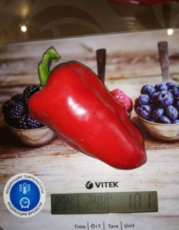 Перец ВИННИ-ПУХ  Невероятно ранний и урожайный! - Уральский дачник фото 3