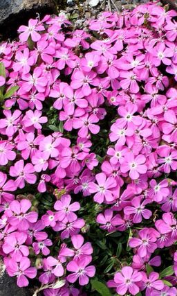 Мыльнянка ВДОХНОВЕНИЕ