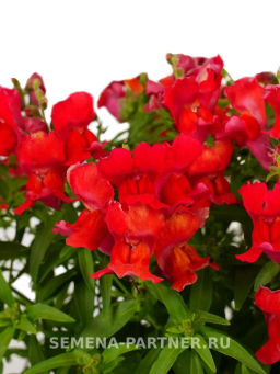 Львиный Зев низкорослый крупноцветковый Гранд Аморе Риверданс - Партнер фото 3