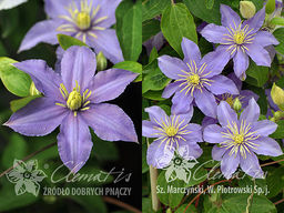 Клематис Justa (Юста, Джаста)