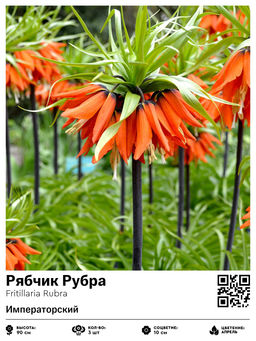 Рябчик Rubra - Голландские луковицы фото 2