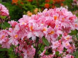 Азалия крупноцветковая Cecile (Сесиль)