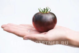 Томат Чёрная Богиня - Партнер фото 3