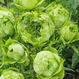 62ecc0979a9de5d7a1e40ecdbe2f2bbd894u14lgkll0t4kmy