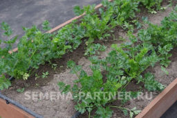 Сельдерей листовой Нежный - Партнер фото 2