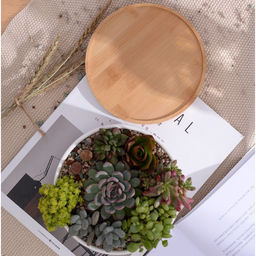 Горшок для кактусов и суккулентов «Эко Бонсай» керамический, 800 мл, 17×7 см, с деревянной подставкой, белый