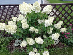 Гортензия метельчатая Шугар Раш - Долина роз фото 4