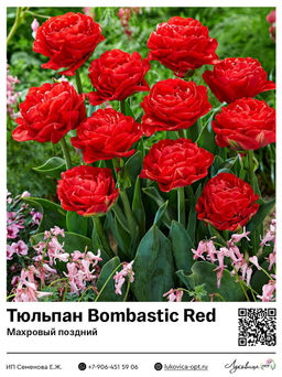 Тюльпан Bombastic Red (Махровый поздний)