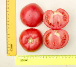 Томат Фамилия - Партнер фото 4