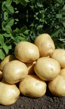 Картофель ИМПАЛА  Очень ранний! Высокие вкусовые качества! Великолепно лежит всю зиму!