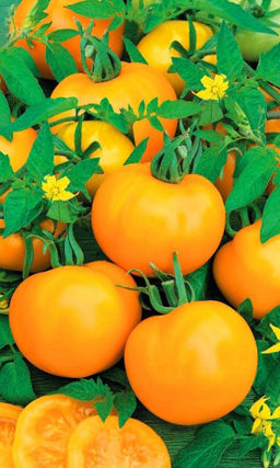 Томат НЕПАСЫНКУЮЩИЙСЯ ЯНТАРНЫЙ Стабильная урожайность! Десертный вкус и аромат!