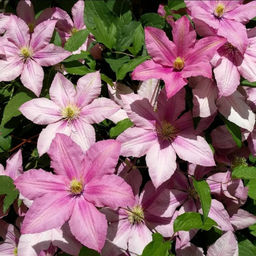 Клематис Розамунда - Долина роз фото 3