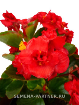Бегония вечноцветущая махровая Милори Рэд Грейс - Партнер фото 2