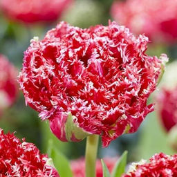 ТЮЛЬПАН Катар Разбор 11/12 Кол-во 
 упак., шт 7