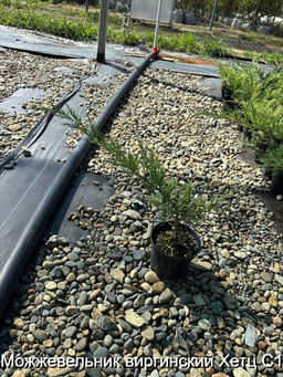Можжевельник виргинский Хетц С1,5 - Park rose фото 2